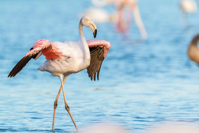 Exotic Creatures